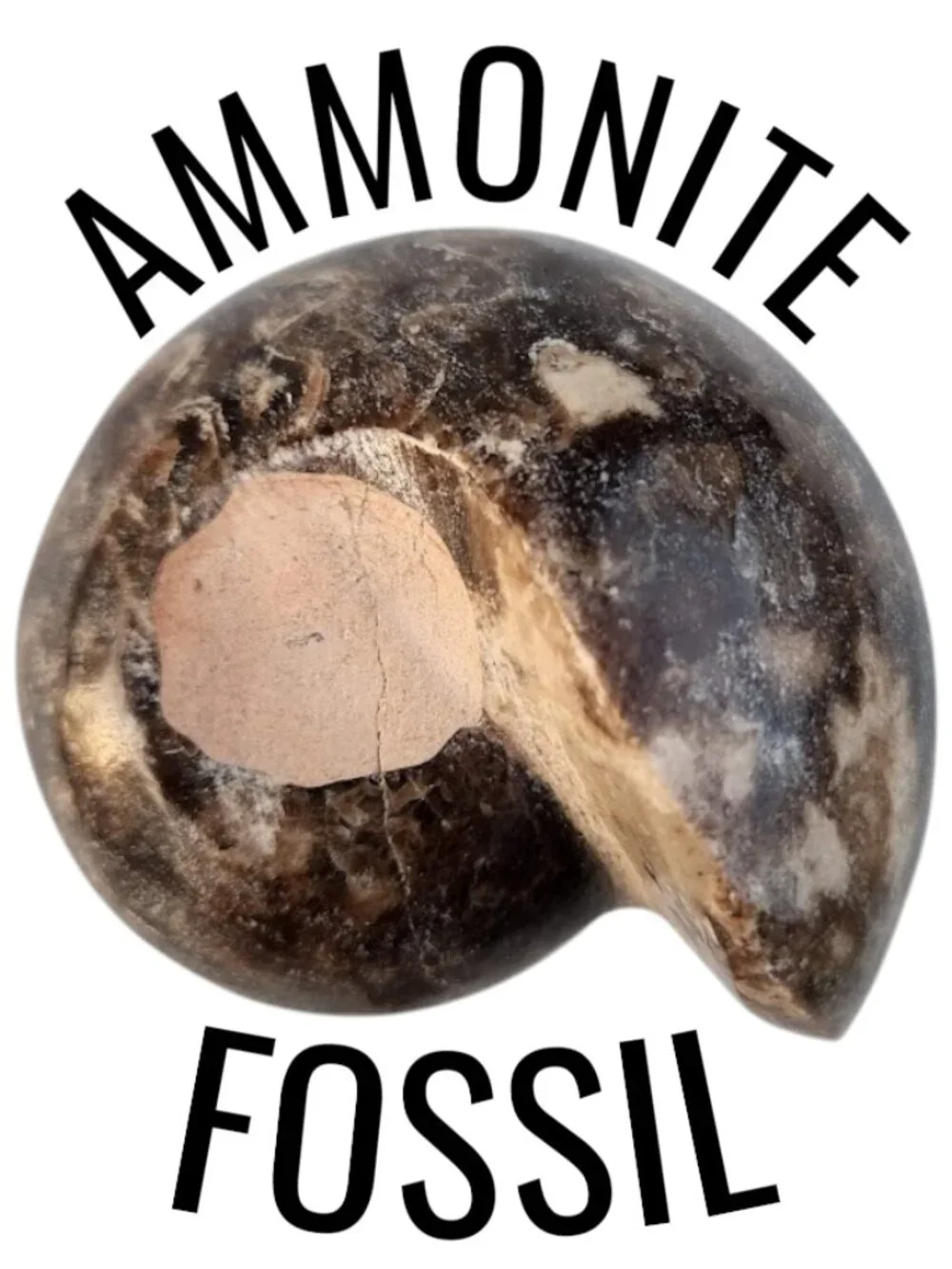 Large Whole Ammonite Fossil Shell Polished Gems and Minerals Rocks Fossils Decor